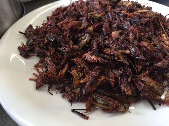 网红食堂黑暗料理是什么,_大学食堂黑暗料理_沈阳大学黑暗料理小吃